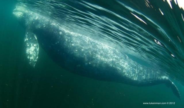 Avistamiento de ballenas